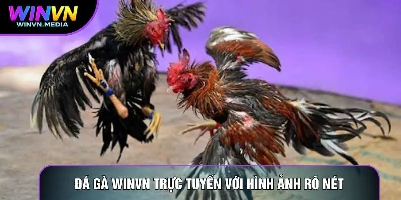 Đá gà winvn trực tuyến với hình ảnh rõ nét