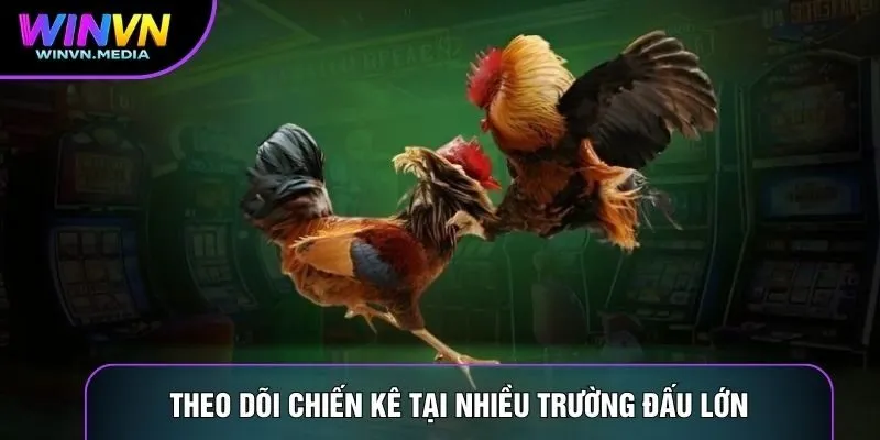 Theo dõi chiến kê tại nhiều trường đấu lớn