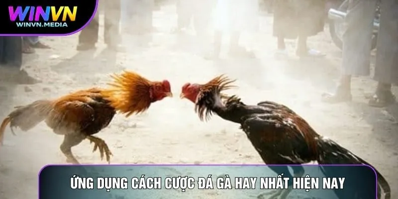 Ứng dụng cách cược đá gà hay nhất hiện nay